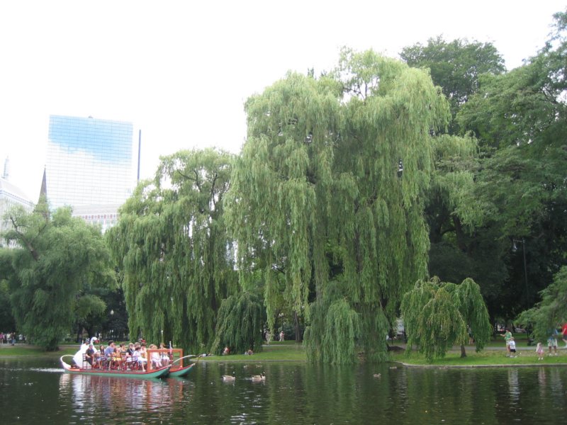 anotherswanboat.jpg
