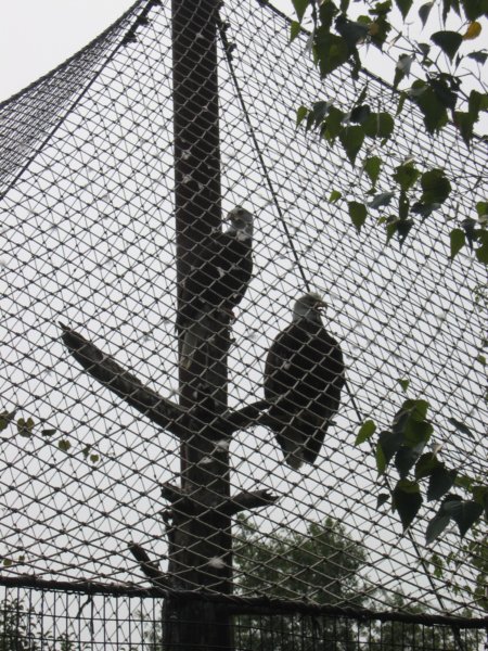 baldeagles.jpg