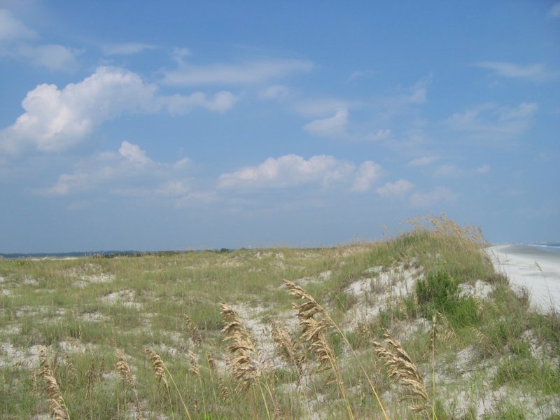 birdisland2.jpg