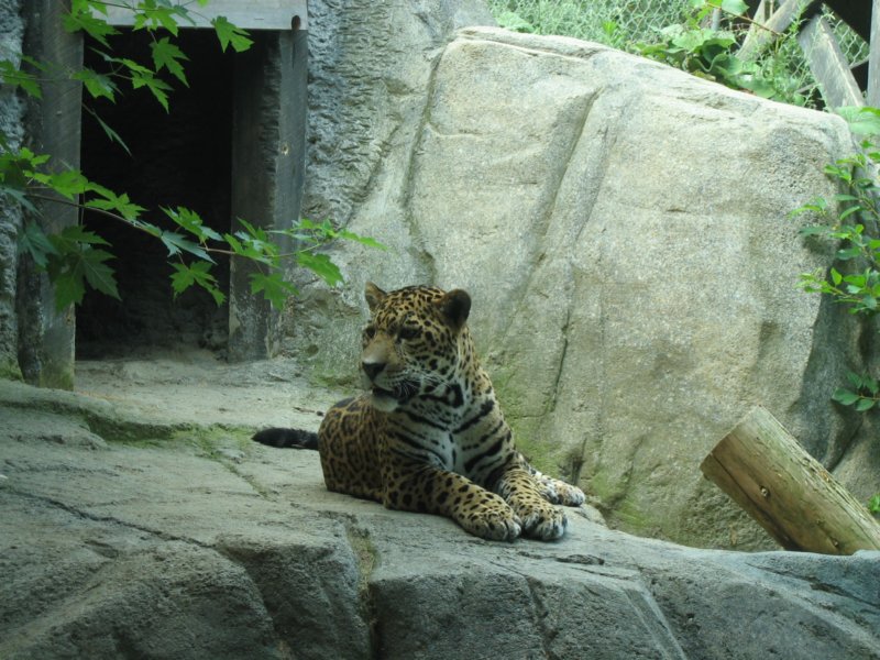 jaguar.jpg