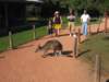 kangaroo_small.jpg