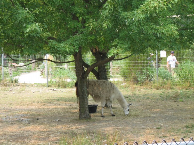 llamma.jpg