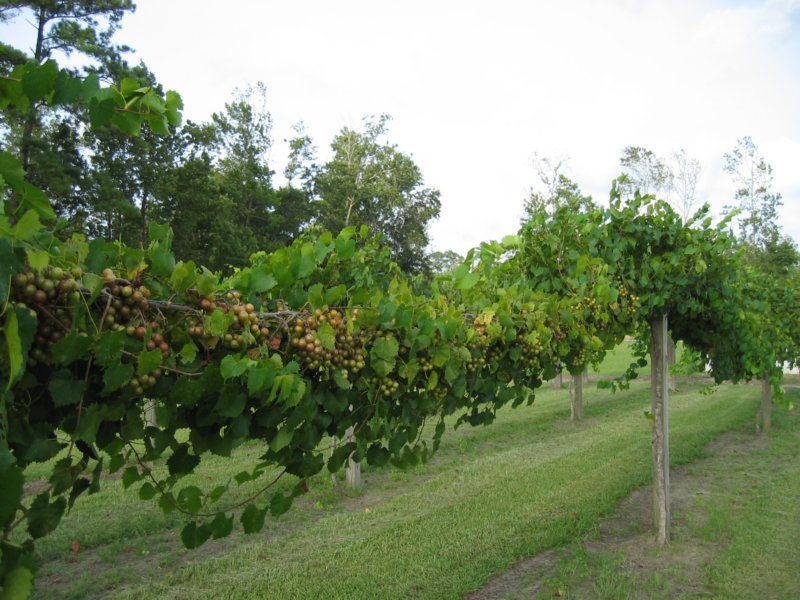 vineyard.jpg