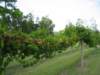 vineyard_small.jpg