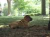 puppyonwatch_small.jpg
