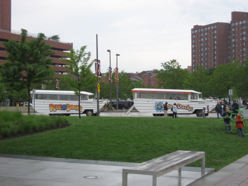 baltimoreducks.jpg