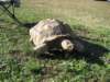 biggerturtle_small.jpg