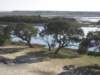 italianfishermantrees_small.jpg