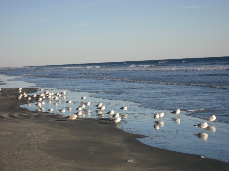 seagulls.jpg
