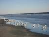 seagulls_small.jpg