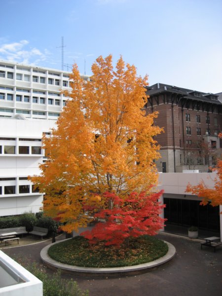 fallcolors.jpg