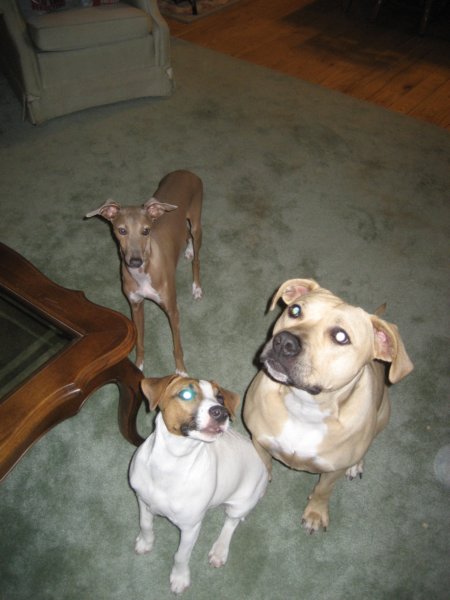 dogs.jpg