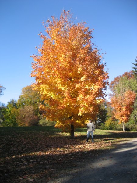 fallcolors.jpg