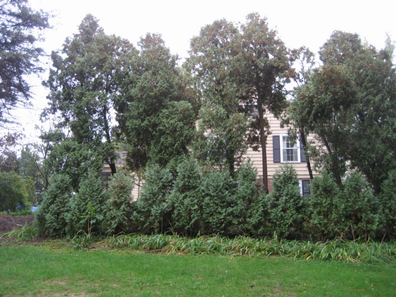 arborvitae.jpg