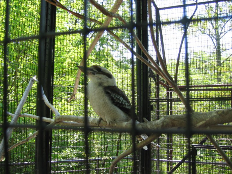 kookabura.jpg