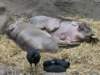 warthogs_small.jpg