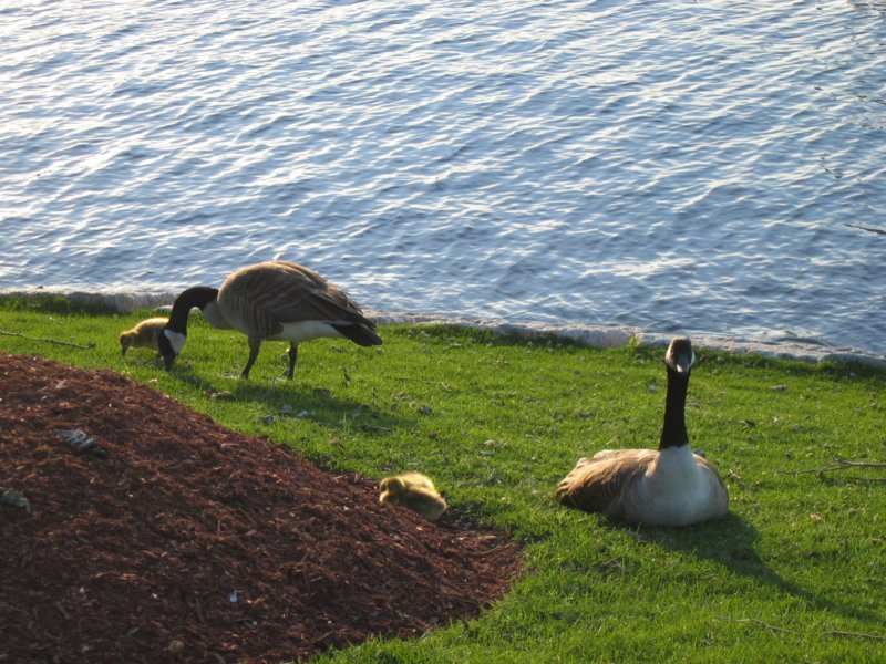 gosslings.jpg