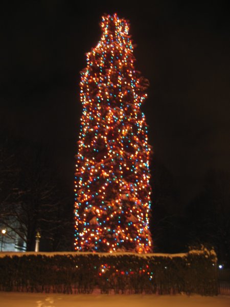 bctree.jpg