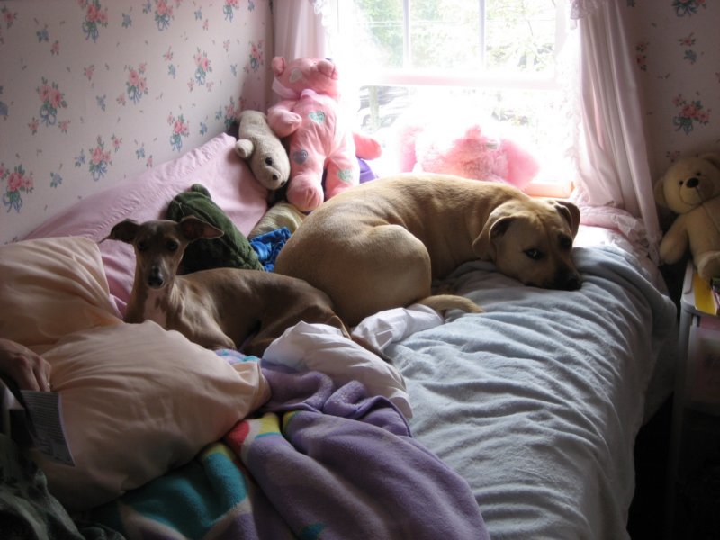 dogs.jpg