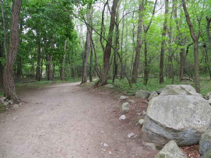 pathinthewoods.jpg