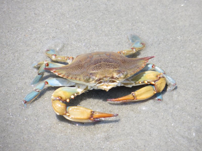 crabonthebeach.jpg