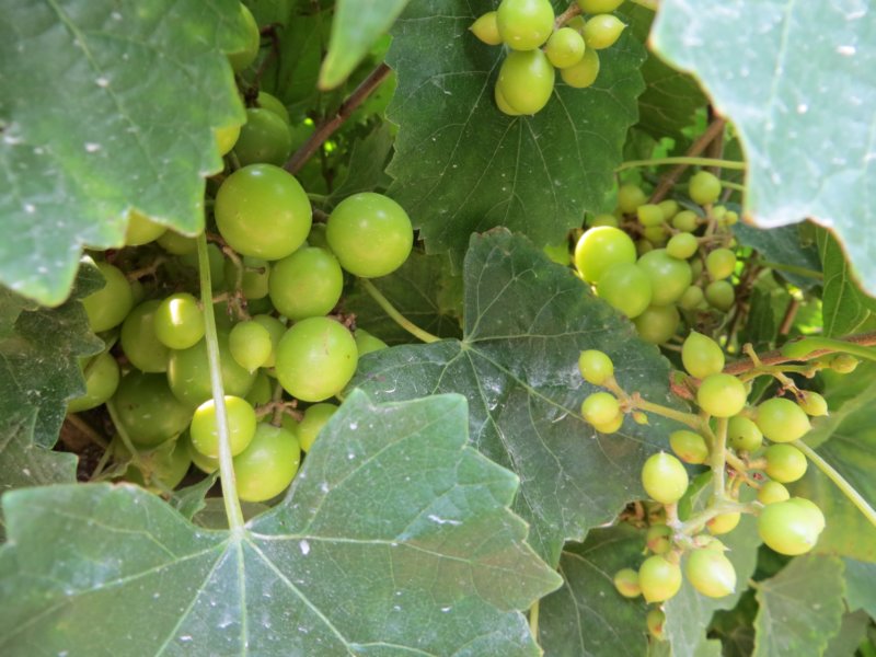 younggrapes.jpg