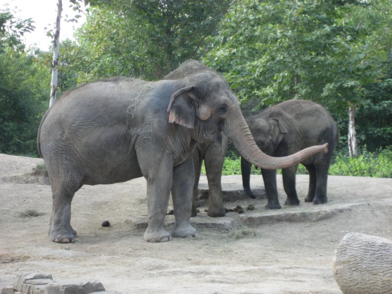 elephants.jpg