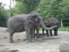 elephants_small.jpg