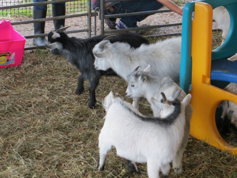 kidgoats.jpg