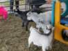 kidgoats_small.jpg