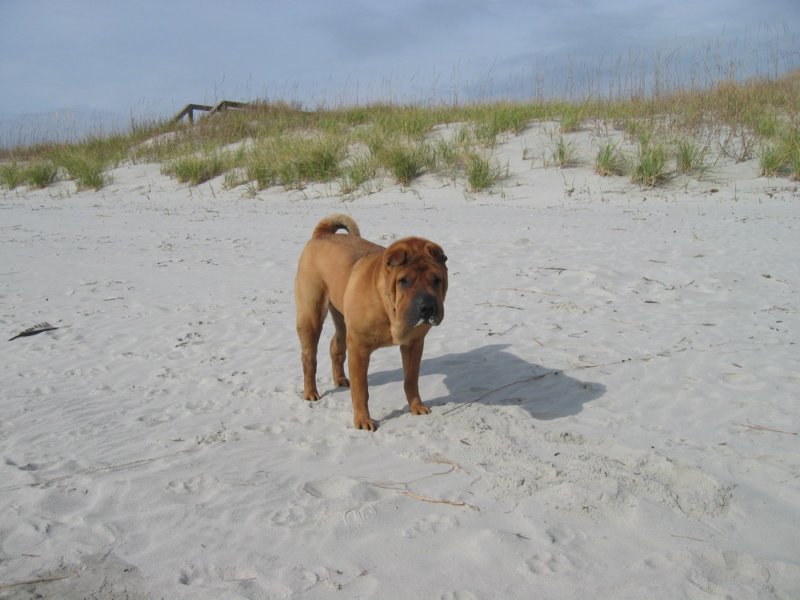 sandsniffing.jpg