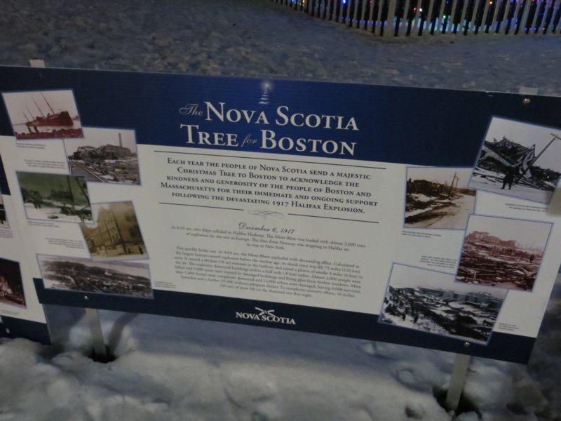 treebackstory.jpg