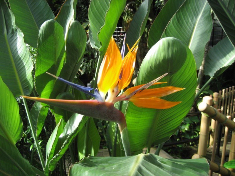 flower.jpg